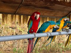 -西霞口神雕山野生动物世界