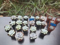 -花之城