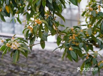 杭城秋日赏桂好去处｜有个神仙村落桂花开啦