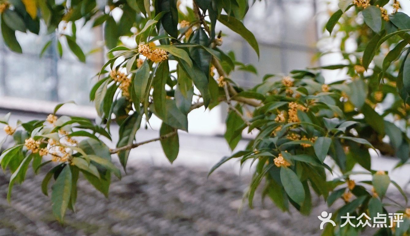 杭城秋日🍂赏桂好去处｜有个神仙村落桂花开啦💓