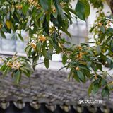 杭城秋日🍂赏桂好去处｜有个神仙村落桂花开啦💓