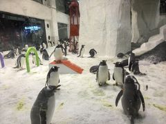 -大连圣亚海洋世界