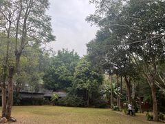 -西双版纳原始森林公园