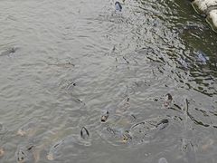 -鹤冈八幡宫