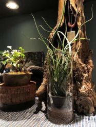 -周忆刺青原创设计定制