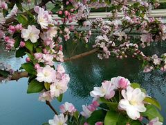 -海棠花溪(元大都城垣遗址公园)