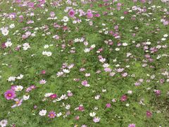-集美学村
