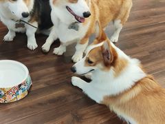 -柯斗斗主题餐厅·狗咖·围炉煮茶·茶饮(国瑞升平里店)