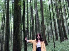 -武陵山森林公园