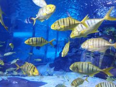 -太平洋海底世界