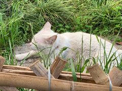 -CoCo都可(惠山古镇店)