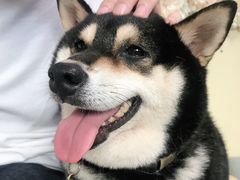 -柴犬高等学院·狗咖·柴犬售卖·宠物训练