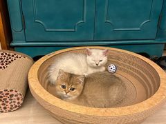 -袖虎·猫馆(体育西路店)