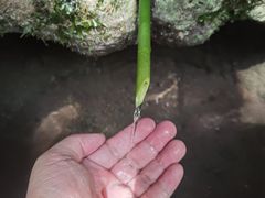-芦沟竹海