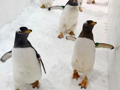 -广州热雪奇迹