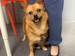 -伟伟宠物医院·CT影像中心·瑞派犬猫综合性门诊(汉口总院)