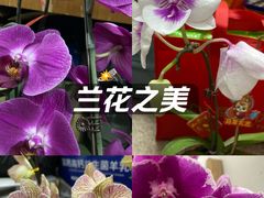 -石炮台公园