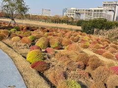 -春花秋色城市公园