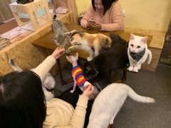 -猫色咖啡·猫咖
