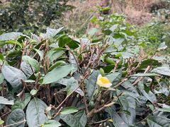 -樱桃山旅游景区