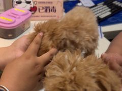 -宠爱国际动物医院· 猫科· 外科·中兽医(长白店)