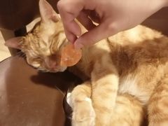 -Cappucimeow猫咪咖啡馆(韦伯时代店)