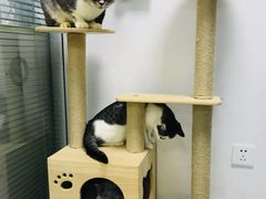 -莘程宠物医院(金山店)