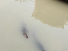 -中国扬子鳄村