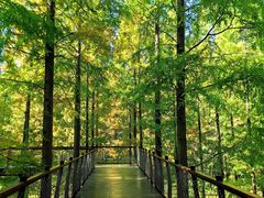 -黄海国家森林公园