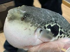 -鲐赏河豚(长寿店)