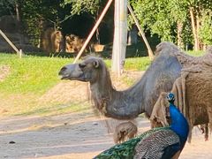 -北京野生动物园