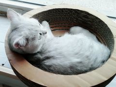 -青春加萌照相馆