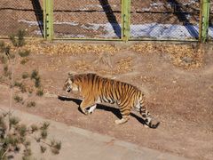 -青藏高原野生动物园