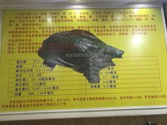 -大圣甲(汉口店)
