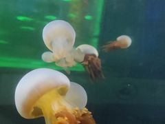 -锦艺城海洋馆