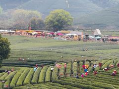-龙坞茶村