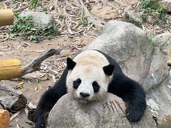 -广州长隆野生动物世界