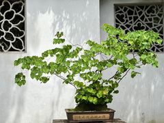 -西园寺