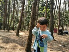 -铁山坪森林公园