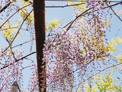 -嘉定紫藤园