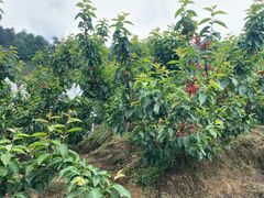 -樱桃山旅游景区