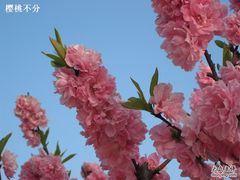 -南汇桃花村
