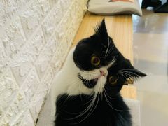 -平行世界·猫咖(首经贸店)
