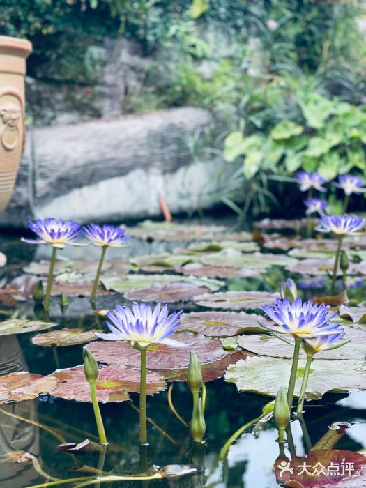 广州莲花山旅游区图片