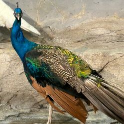 -Zoolung Zoolung动物主题公园(海信广场店)