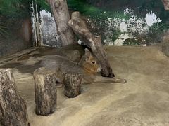 -正佳雨林生态植物园