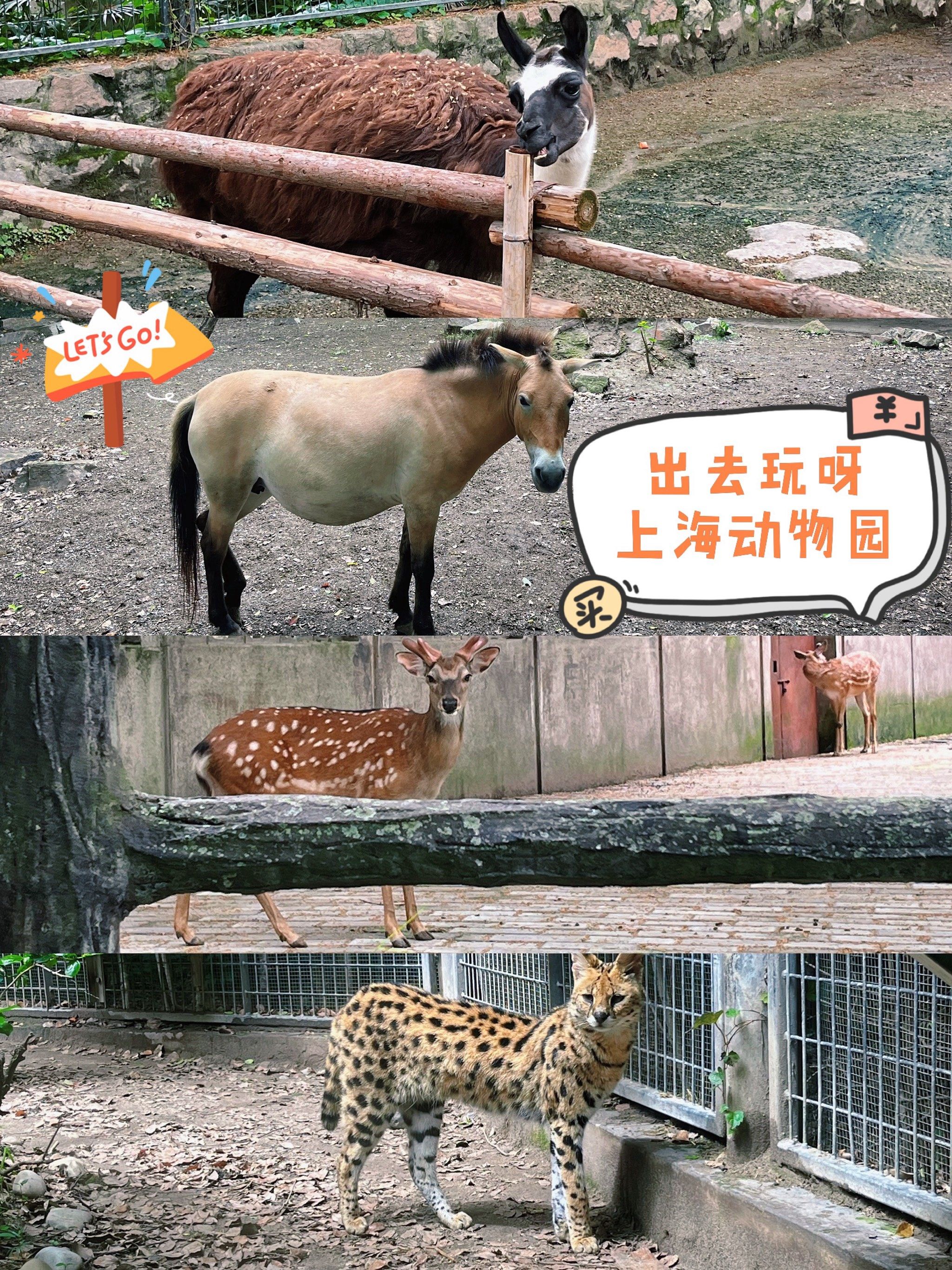 我的童年回忆——【上海动物园】