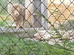 -合肥野生动物园