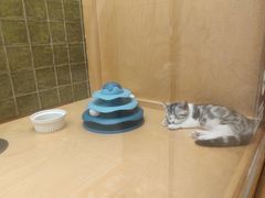 -帕帕拉兹宠物(亚洲旗舰店)