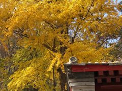 -北京上方山国家森林公园